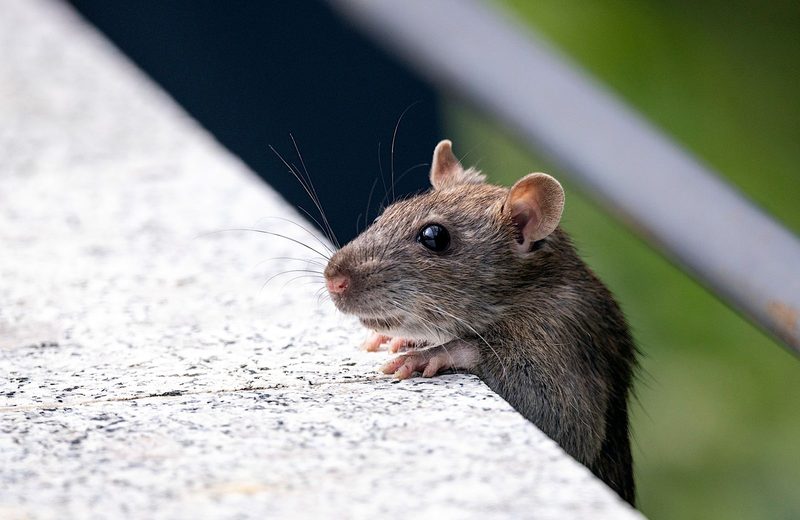 House mouse, a common winter pest in Euclid homes
