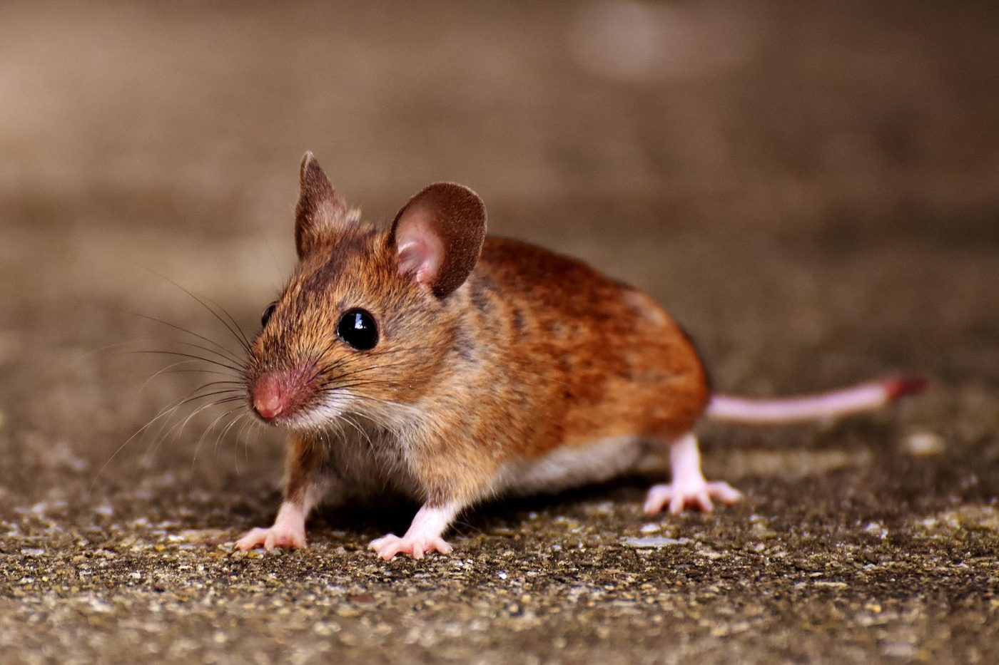 House mouse, a common pest in Euclid homes